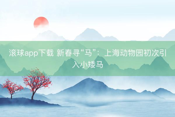 滚球app下载 新春寻“马”:上海动物园初次引入小矮马
